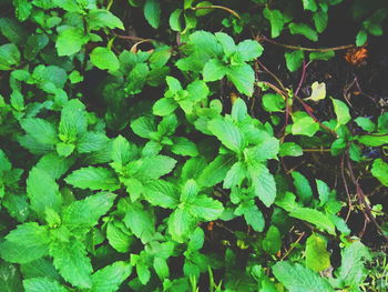 Close-up of green leaves