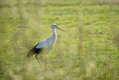 White stork walking over grassland