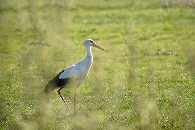 Bird perching on a land