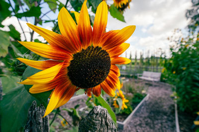 Close-up of sunflower