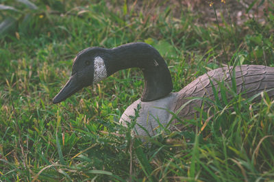 Side view of a bird on field