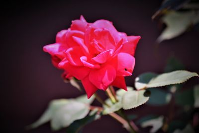 Close-up of pink rose