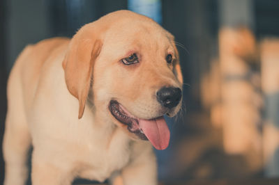 Close-up portrait of dog sticking out tongue