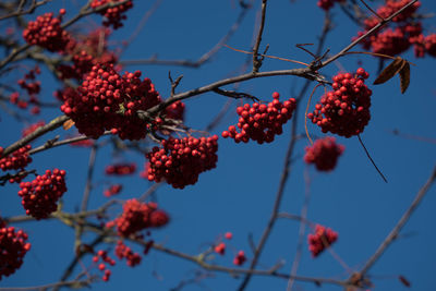 Low angle view of berries growing on tree against sky