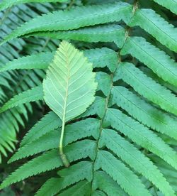 Full frame shot of leaf