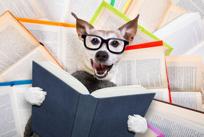 Portrait of dog on book at home