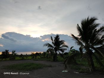 Palm trees on field against sky during sunset