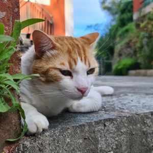 Close-up of a cat looking away