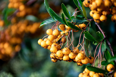 Close-up of fruits growing on tree