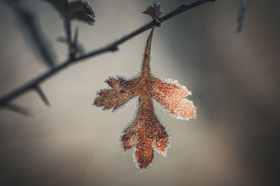 leaf