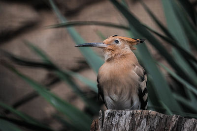 Close-up of bird perching on wood