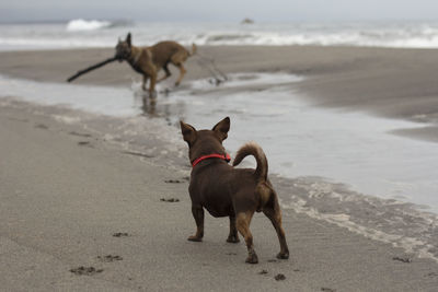 Chihuahua dog in the beach with your friends