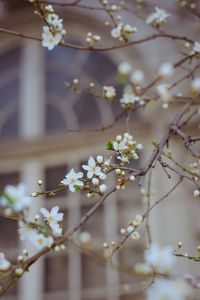 Close-up of white cherry blossom tree