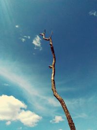 Low angle view of lizard against sky