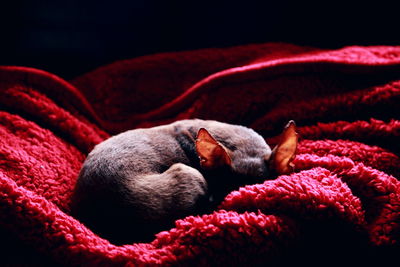 Close-up of squirrel sleeping