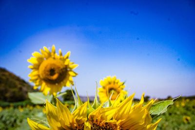 Close-up of yellow sunflower blooming against clear blue sky