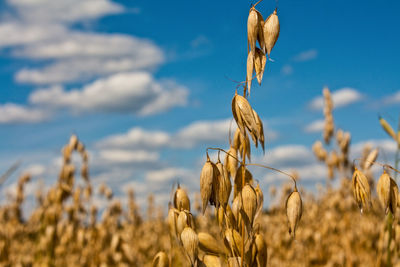 Close-up of wheat growing on field against sky