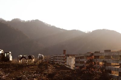 Horses grazing on landscape against sky