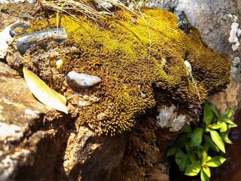 Close-up of snake on rock