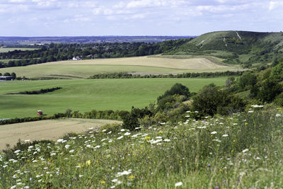 Scenic view of grassy field against sky