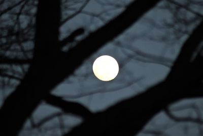 Low angle view of silhouette tree against sky