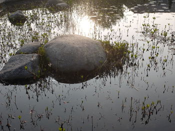 Reflection of plants in lake