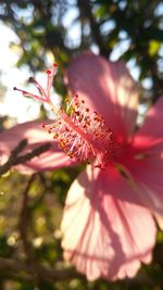 Close-up of pink flower