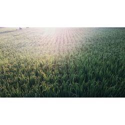 Scenic view of grassy field