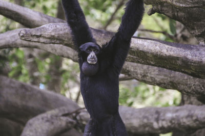 Gibbon hanging from tree in forest