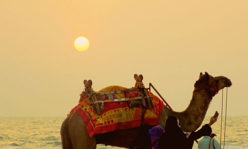 Rear view of people with camel by sea against sky during sunset