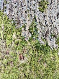 Full frame shot of moss growing on tree trunk