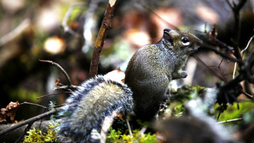 Close-up of squirrel on plants