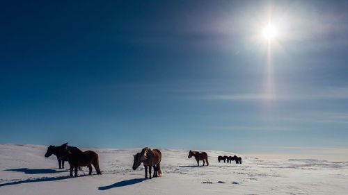 Horses on snow covered land against sky
