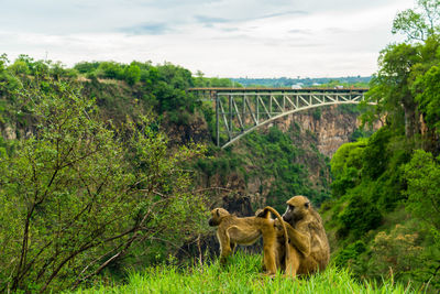 Goats on bridge against sky