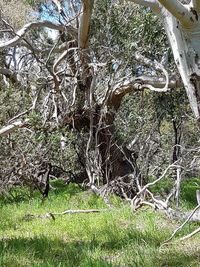 Close-up of tree trunk