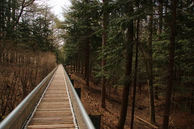 View of trees in forest