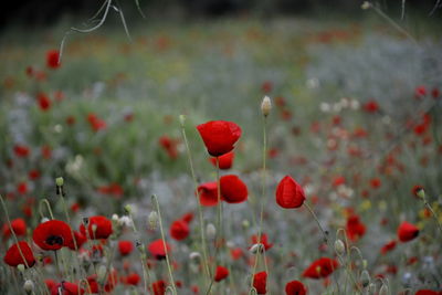 Close-up of red poppy flowers on field