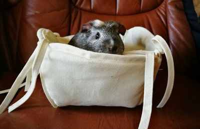 Close-up of guinea pig in white pouch on table
