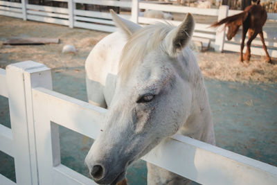 Close-up of horse in ranch