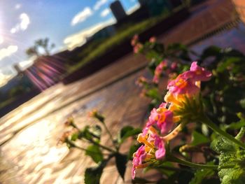 Pink flowers on plant