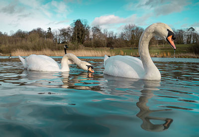 Mute swan swans pair low-level water side view macro animal background portrait