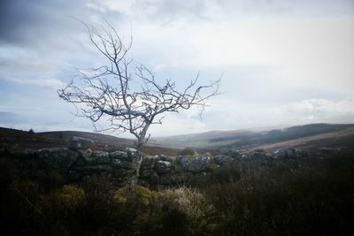 Bare tree on field against sky