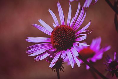 Close-up of pink flower