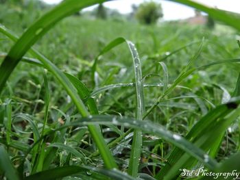 Close-up of grass growing on grassy field