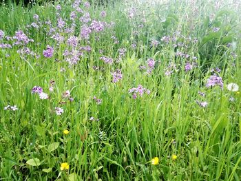 Purple flowering plants on field