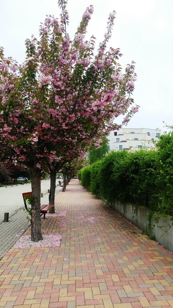 VIEW OF FLOWER TREES AGAINST SKY