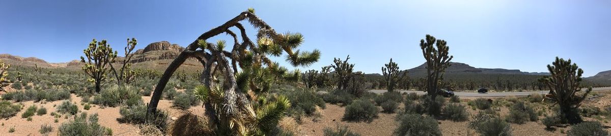 Panoramic view of cactus plants against sky