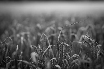 Close-up of wheat field