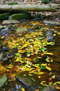 Fallen leaves in pond