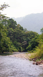 Scenic view of river in forest against sky